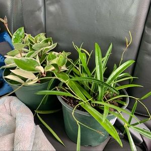 Meet your Posher, Ashlee